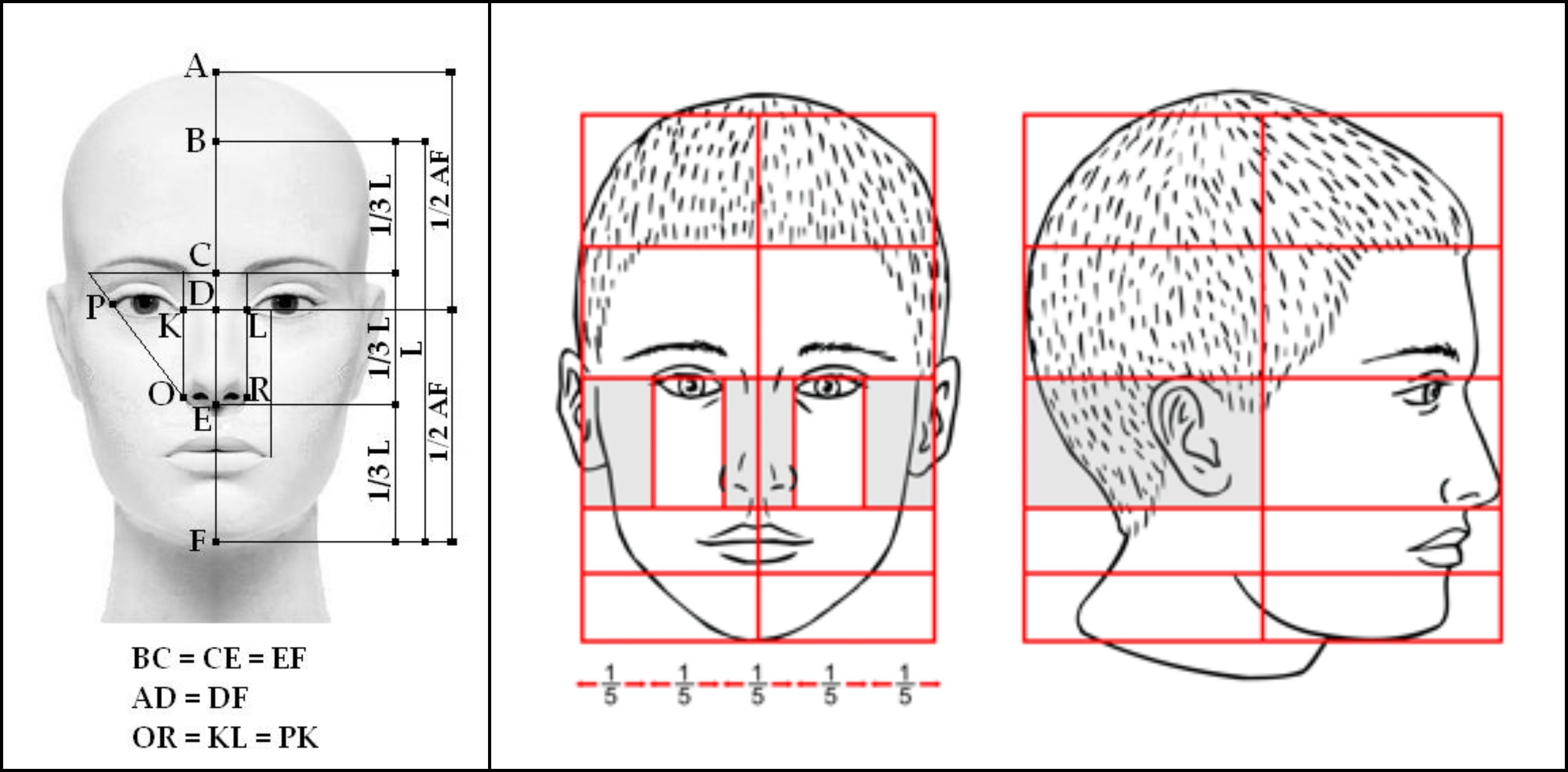 Пропорции лица человека в профиль