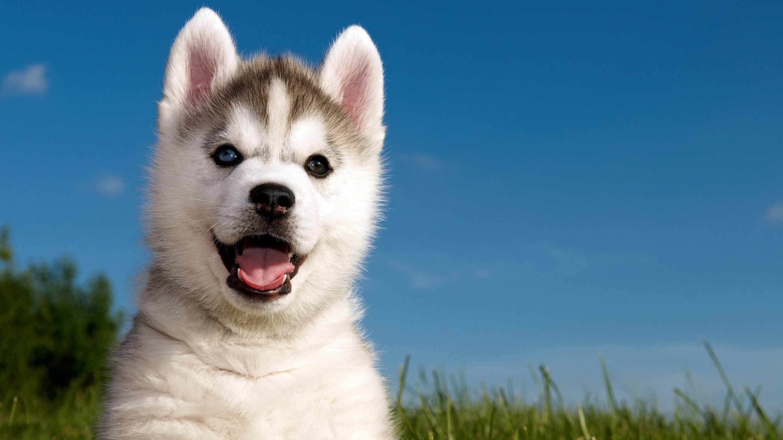 Husky adoption center sales near me